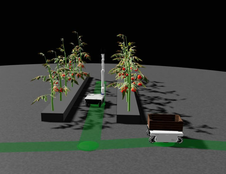 Mobile robot Dolly with a picking arm going between tomato plants. Agrarsense.