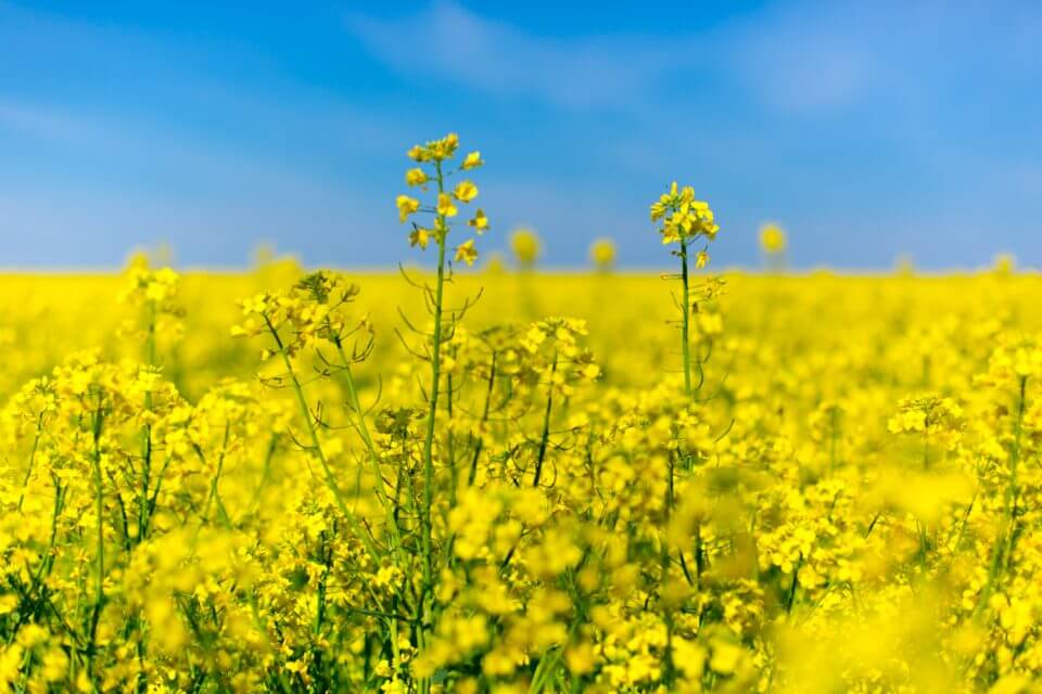 Canola field