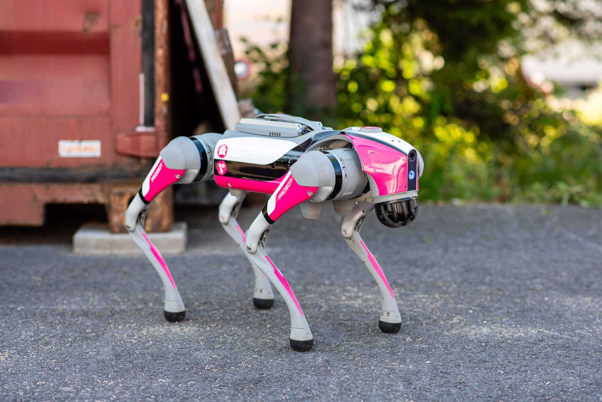 Robottikoira Unitree Go2 seisoo asfaltilla.