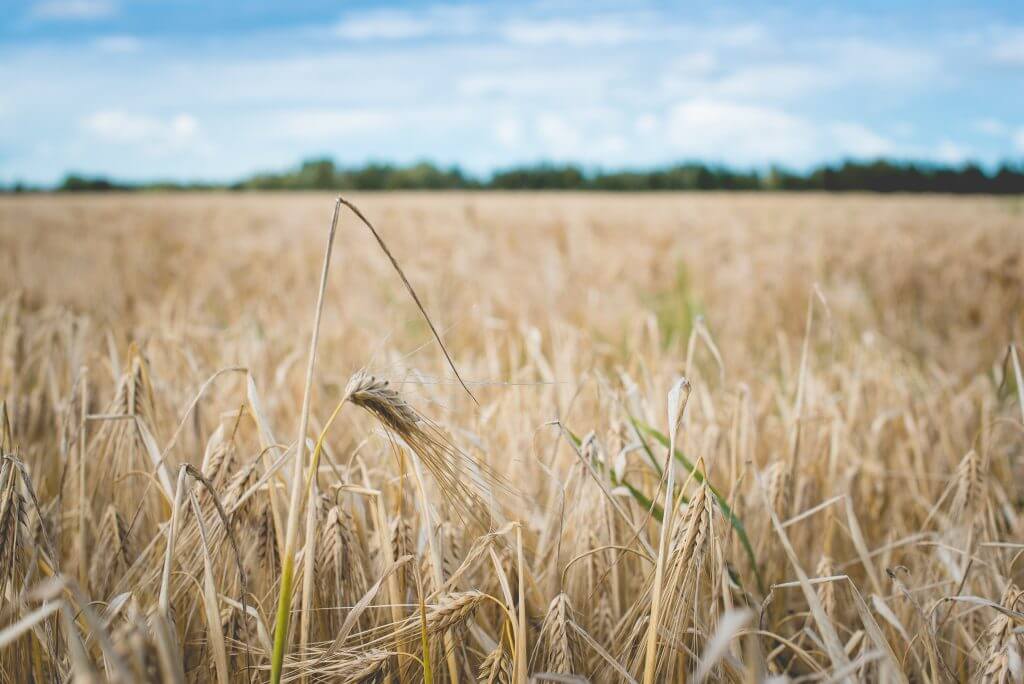 Close up of grains growing in the field.