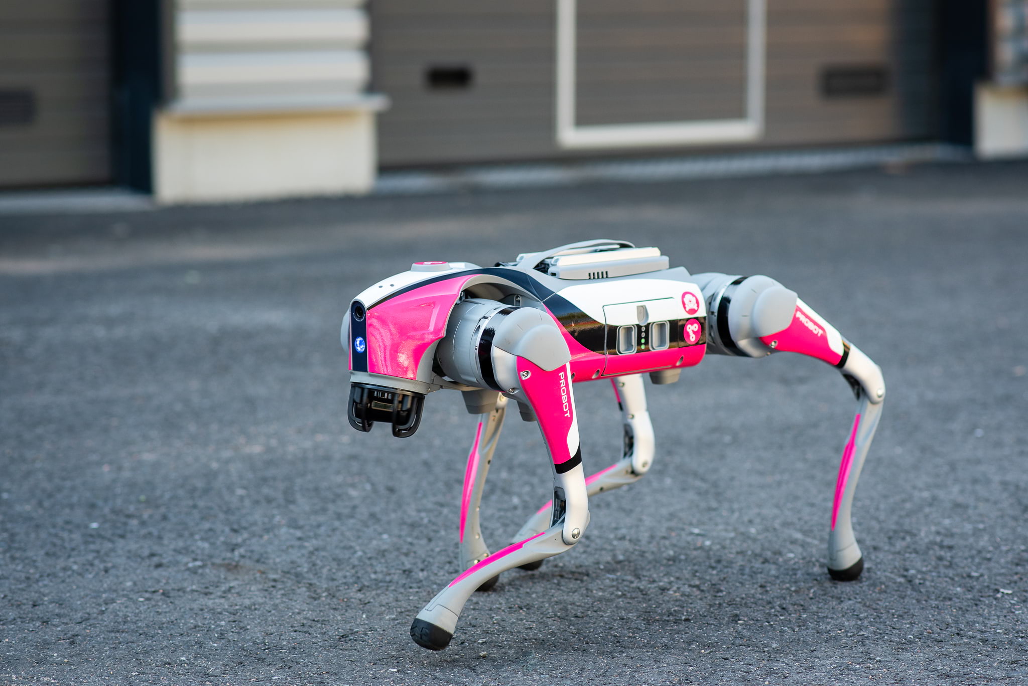 The robot dog moves straight towards the camera on an asphalt field.