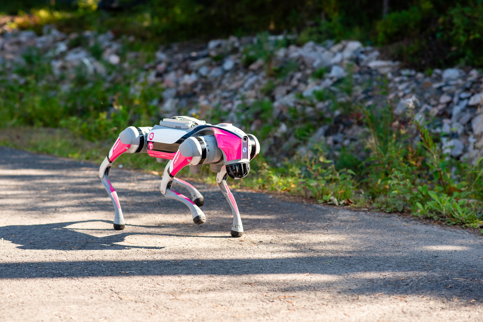 Robottikoira juoksee kohti kameraa asfalttikentällä. Taustalla penger ja ruohikkoa.